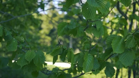 Leaves on tree blowing in the wind Stock Footage 112778294