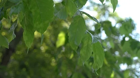 Leaves on a tree blowing in the wind Stock Footage 121643956