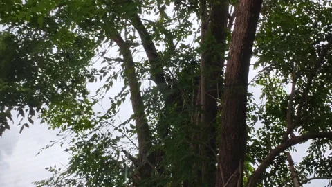 Leaves tree blowing in the wind rainy season. Stock Footage 338237131