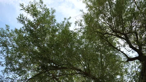 Leaves On Tree Blowing In The Wind On A Sunny Beautiful Day 库存影片 136699561