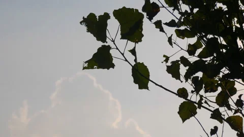 Leaves of tree blown by wind with blue sky in the background. Stock Footage 256749503