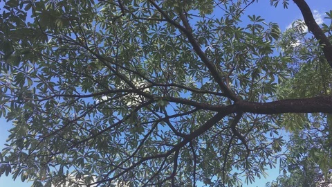 Leaves tree blue sky background under view1 Stock Footage 115648737
