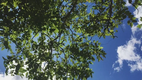 Leaves tree blue sky background sunlight Stock Footage 115788586