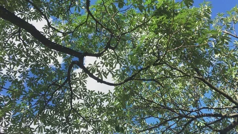 Leaves tree blue sky clouds background under view1 Stock Footage 115786047