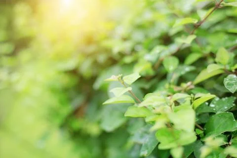 Leaves tree with blur. Stock Photos