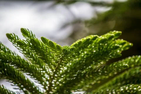 Leaves of a tree with blurry background Foto stock