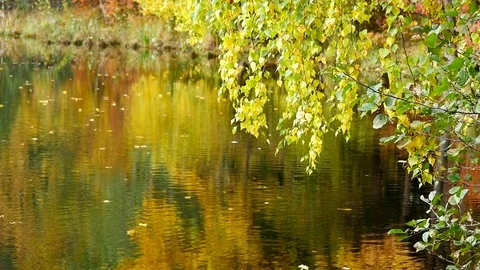 Leaves on a tree branch in autumn Stock-Footage 80909775