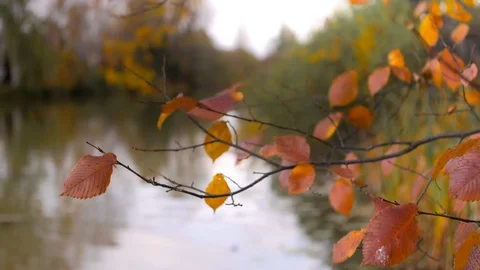 Leaves on a tree branch in autumn Stock Footage 87379745