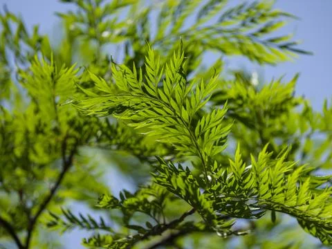 The leaves on the tree branch in the forest Stock Photos
