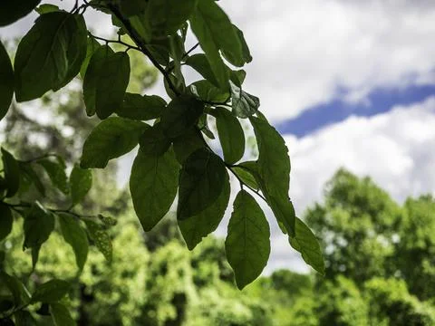 Leaves on a tree branch Stock Photos