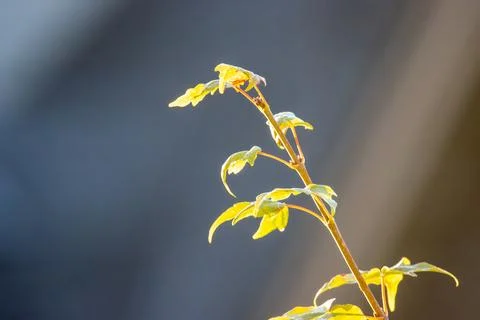 Leaves on a tree branch Stock Photos