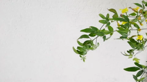 Leaves tree branch on wall for backgrounds vertical footage. Nature Stock Footage 176895323