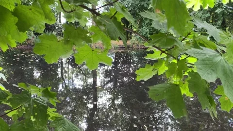 Leaves on tree branches blowing softly in the summer breeze Video stock 136294165