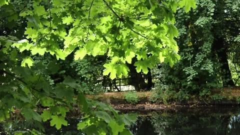 Leaves on tree branches blowing softly in the summer breeze Video stock 136313954