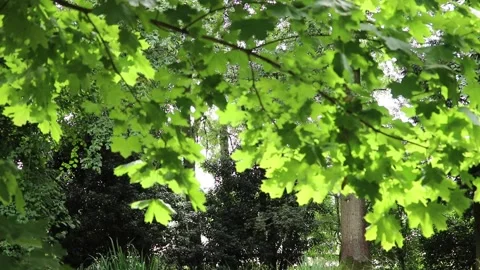 Leaves on tree branches blowing softly in the summer breeze 스톡 동영상 136313969