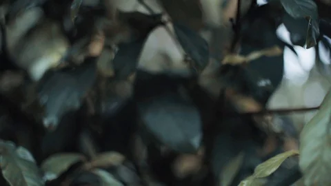 Leaves on tree branches 動画素材 128139898