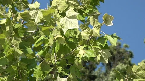 Leaves On Tree In Breeze Stock Footage 111397210