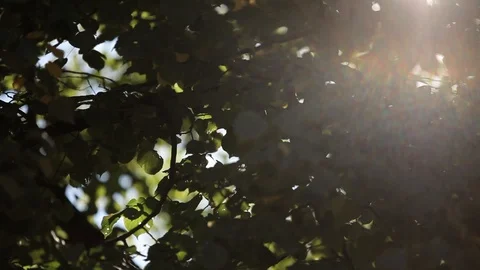 Leaves of a tree with bright summer sunlight 스톡 동영상 95043026