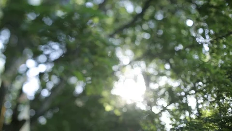 Leaves of a tree with bright summer sunlight Stock Footage 95153126