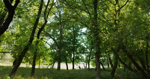 The leaves in the tree canopy fluttered in the wind, pond visible through the Video stock 260136872
