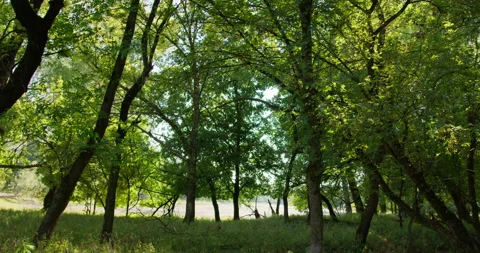 The leaves in the tree canopy fluttered in the wind, pond visible Stock Footage 261080720