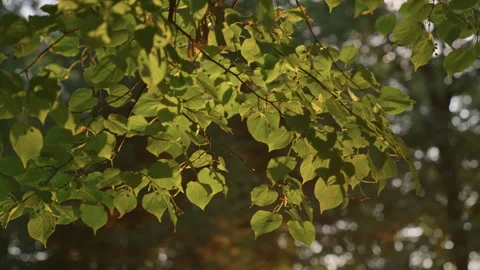 Leaves of tree capture glow of sunlight swaying in wind Stock Footage 274249279