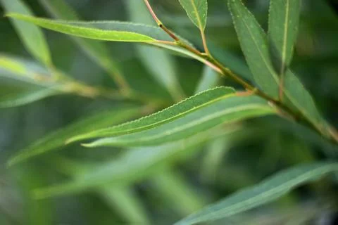 The leaves of the tree close up with bokeh as background. Stock Photos