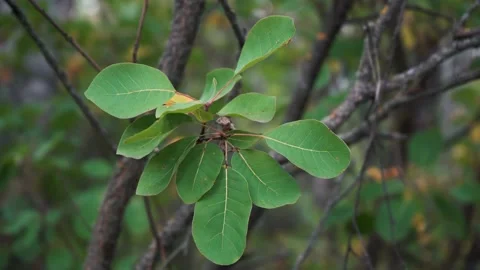 Leaves on the tree close-up Video stock 158894314