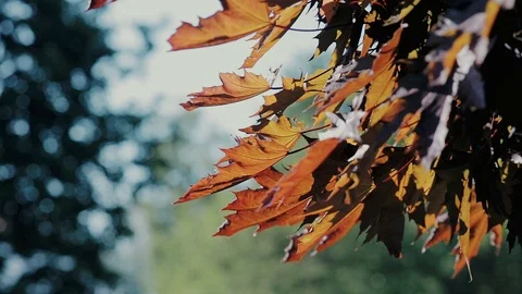 Leaves on the tree crock in the wind Видео 91187893