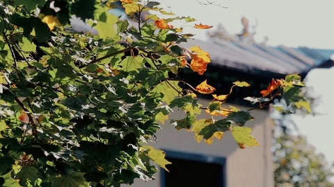 Leaves on the tree crock in the wind Stock Footage 91187995