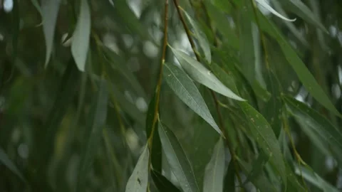 Leaves on a tree dancing with the wind Stock Footage 249355884