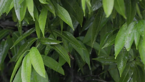 Leaves on a tree with dripping raindrops close-up with beautiful bokeh against Stock Footage 201406520
