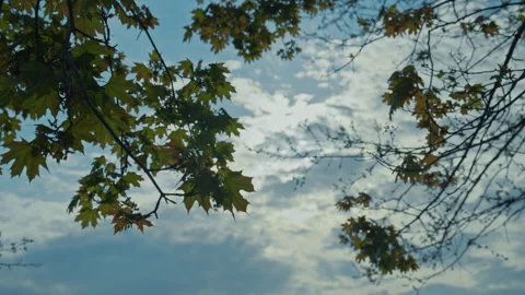 Leaves On A Tree In Early Spring On A Partly Cloudy Day Slow Motion 4K Video stock 308393406