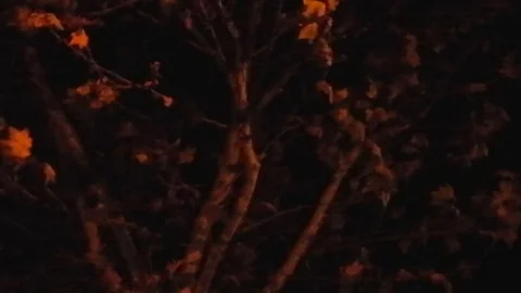 Leaves of a tree in the evening, Rome Stock-Footage 80599700