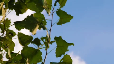 Leaves of tree facing the rays of sunlight and blowing wind with blue sky Stock Footage 256749088