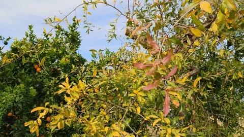 Leaves of a tree in a field of orange trees moving slightly Stock Footage 119926791