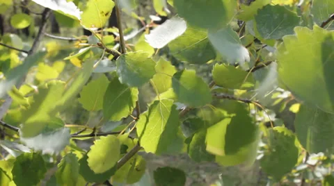 Leaves of a tree fluttering on wind 9083 Stock Footage 31430827