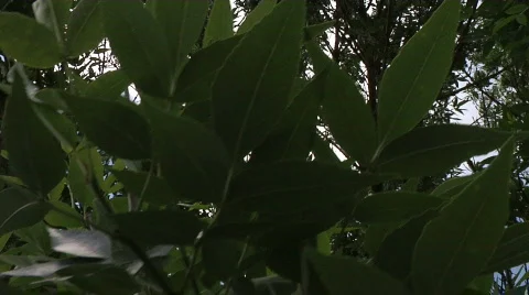 Leaves in a Tree Stock Footage 302934