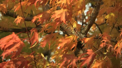 Leaves on tree  Stock Footage 925124