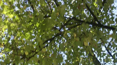 Leaves on a tree Stock Footage 11285719