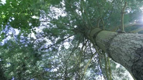 Up into the leaves of a tree Stock Footage 12030284