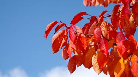 The leaves on the tree Stock-Footage 32145306