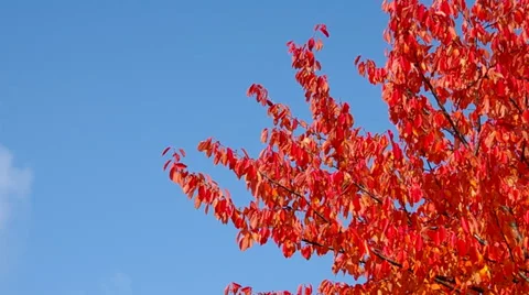 The leaves on the tree Stock Footage 35525879