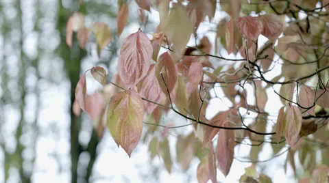 Leaves on a Tree Video stock 36051660