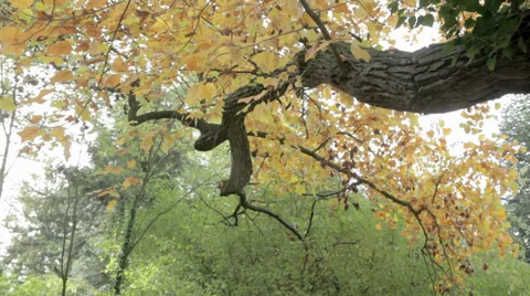Leaves on a Tree Stock Footage 36052465