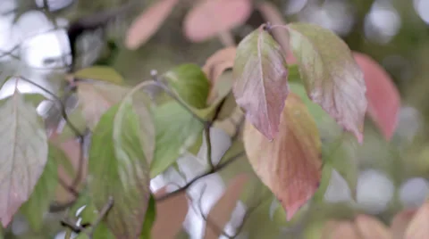Leaves on a Tree Stock Footage 36052540