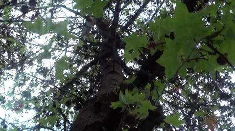 Leaves in tree Stock Footage 37144515