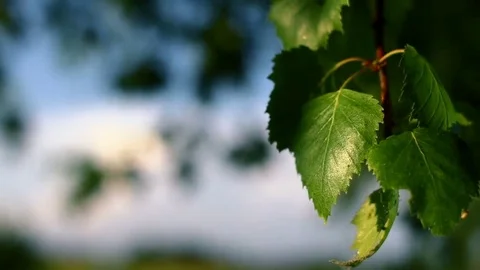 Leaves of the tree Stock Footage 69222966