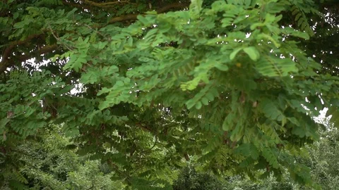 The leaves of a tree Stock Footage 92866800