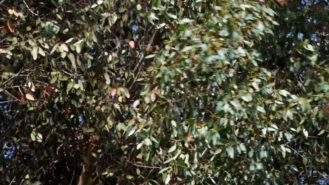 Leaves of a tree Stock Footage 122198294